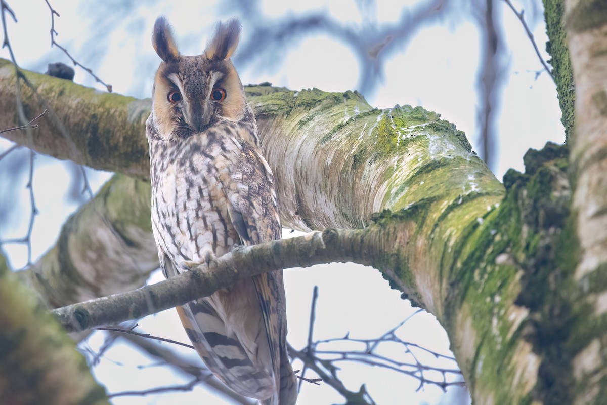 Long-eared Owl - ML647649768