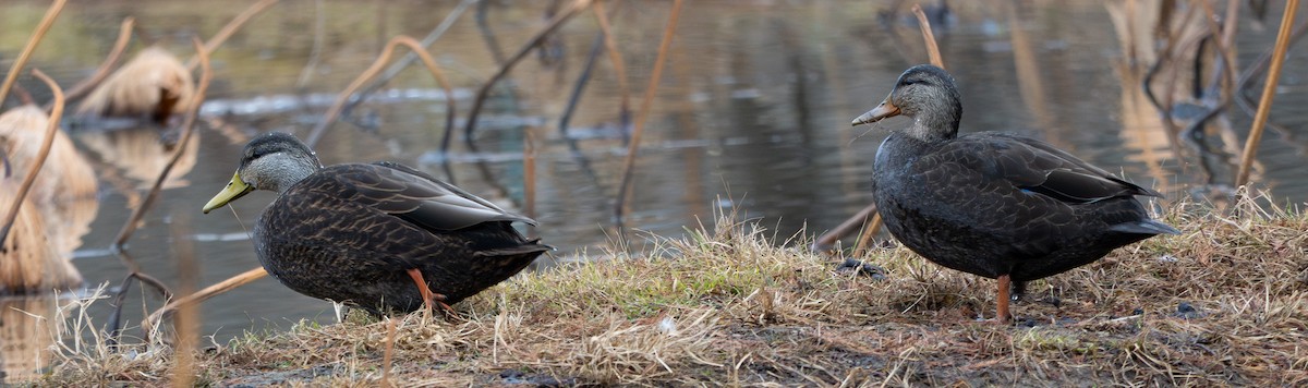 American Black Duck - ML647649769