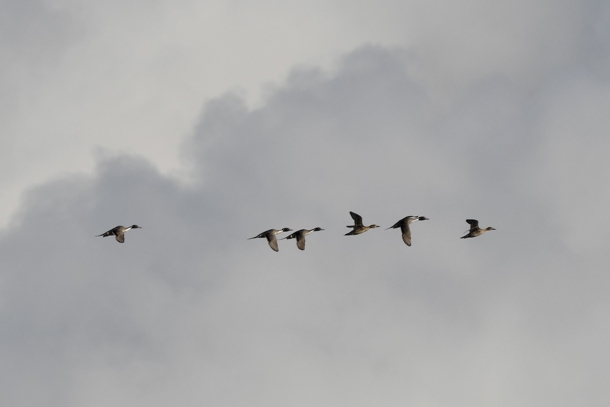 Northern Pintail - ML647649771