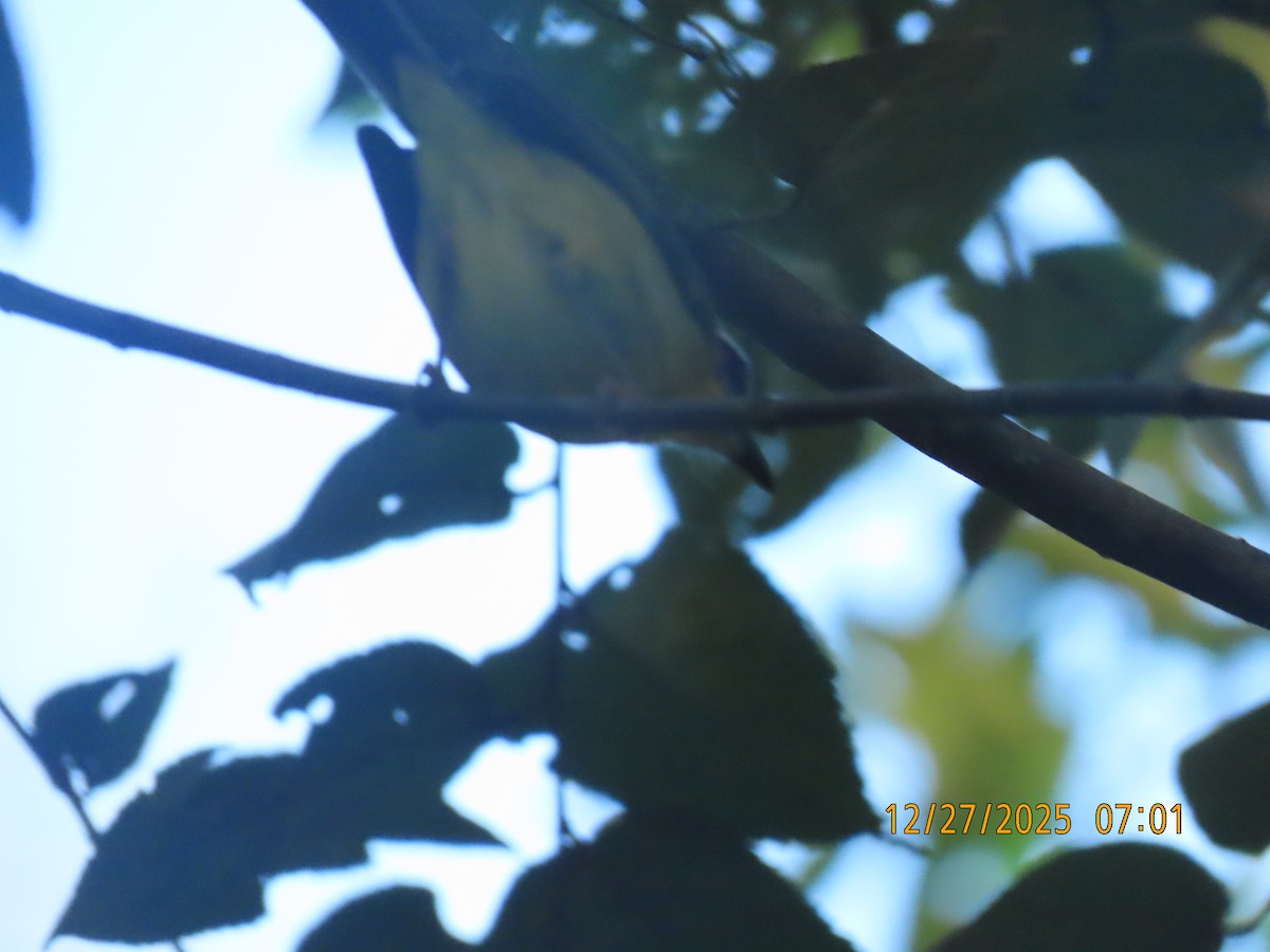 Chestnut-capped Warbler - ML647649772