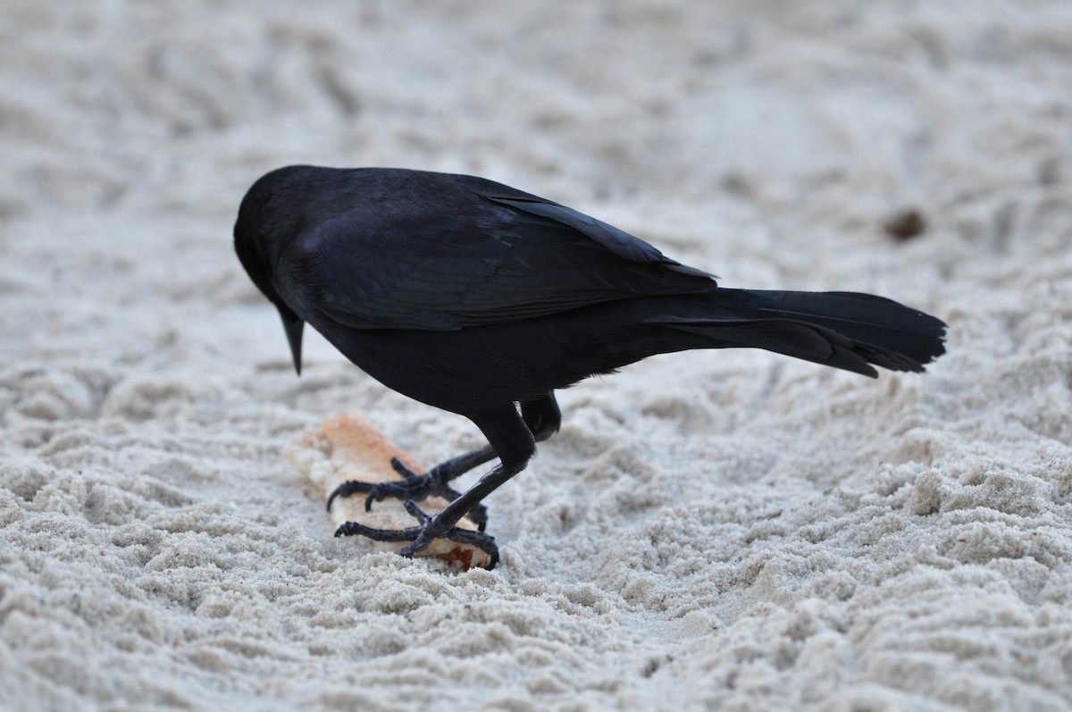 Carib Grackle - ML647649774