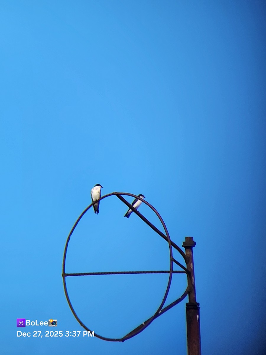 Mangrove Swallow - ML647649775