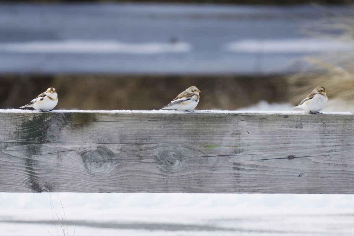 Snow Bunting - ML647649776
