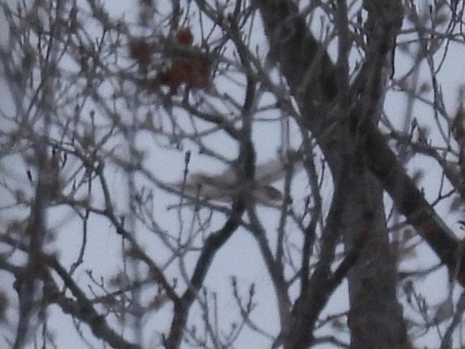 Red-tailed Hawk - ML647649778