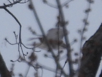 Red-tailed Hawk - ML647649779