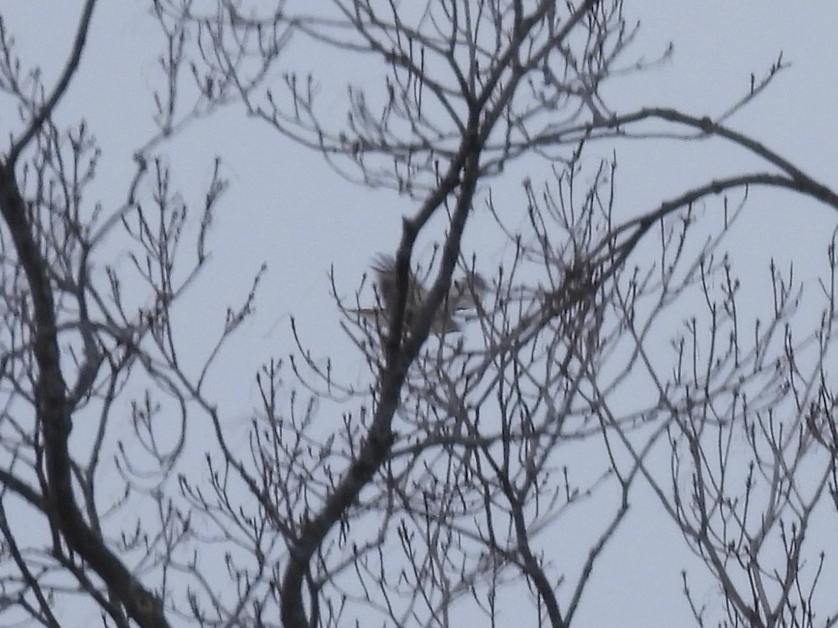 Red-tailed Hawk - ML647649780