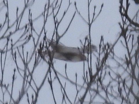 Red-tailed Hawk - ML647649781