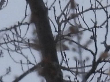 Red-tailed Hawk - ML647649782