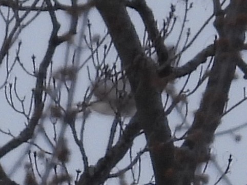 Red-tailed Hawk - ML647649783