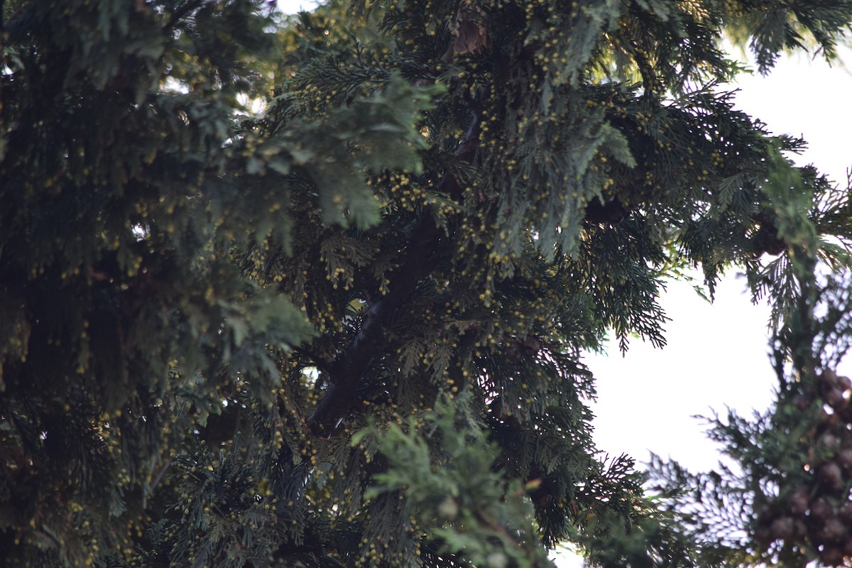 Swinhoe's White-eye - ML647649786