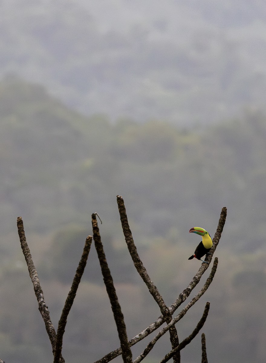 Keel-billed Toucan - ML647649787