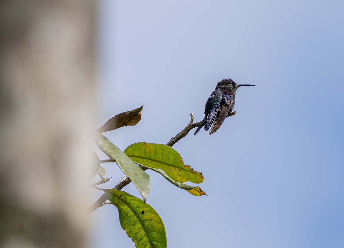 Charming Hummingbird - ML647649788