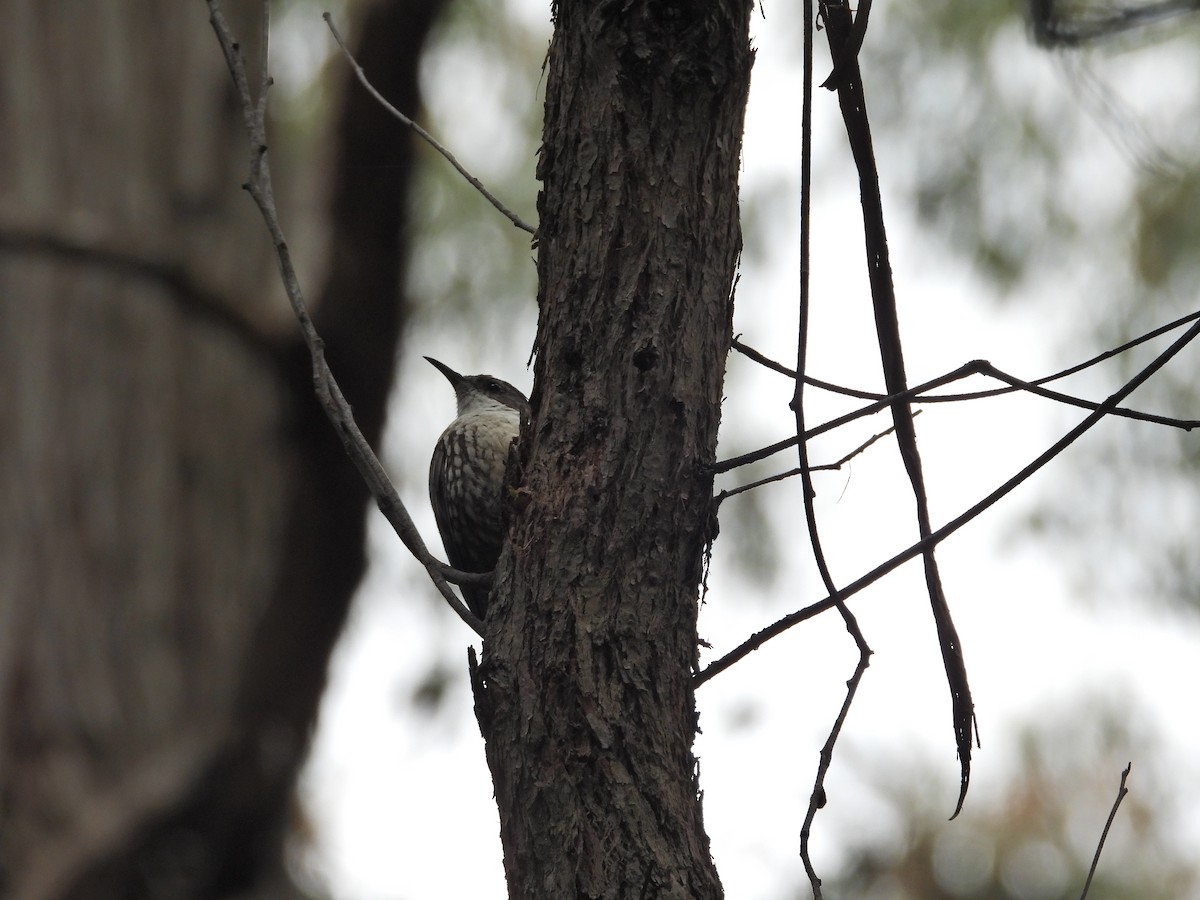 White-throated Treecreeper - ML647649789