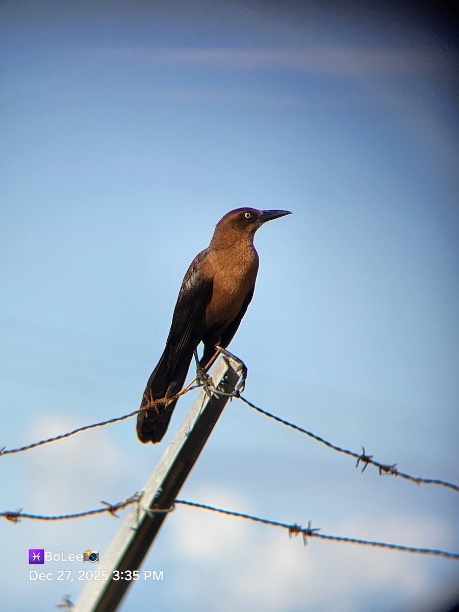 Great-tailed Grackle - ML647649791