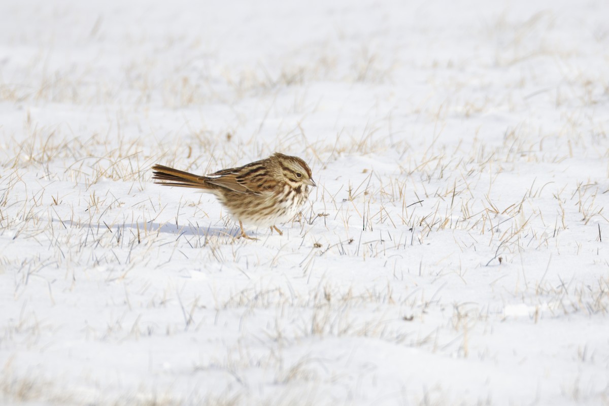 Song Sparrow - ML647649792