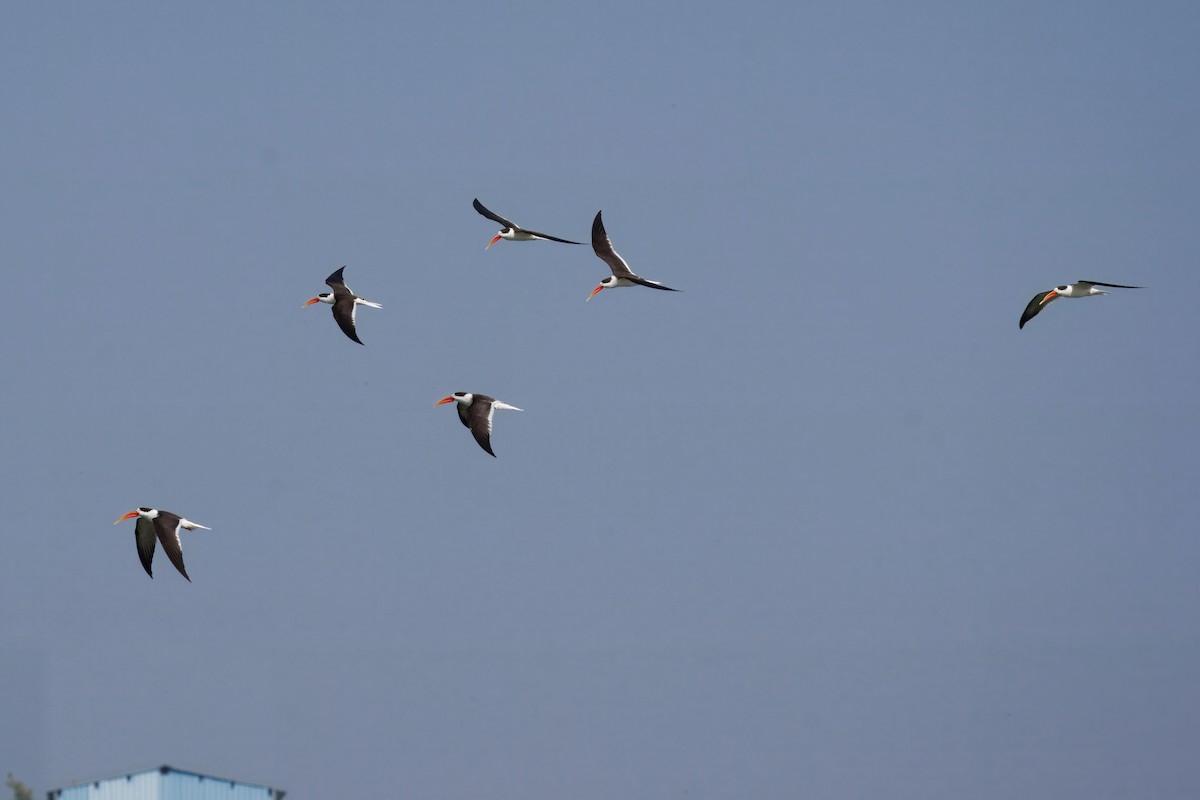 Indian Skimmer - ML647649793