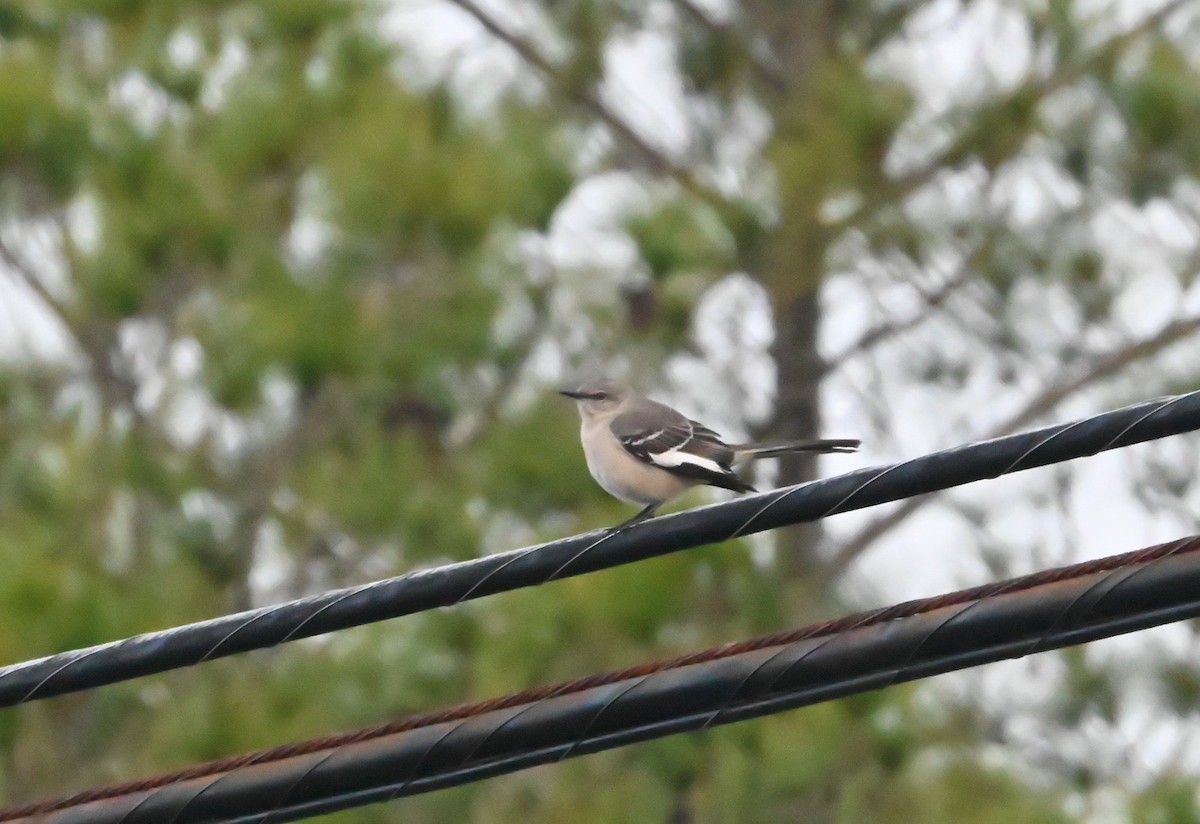 Northern Mockingbird - ML647649794