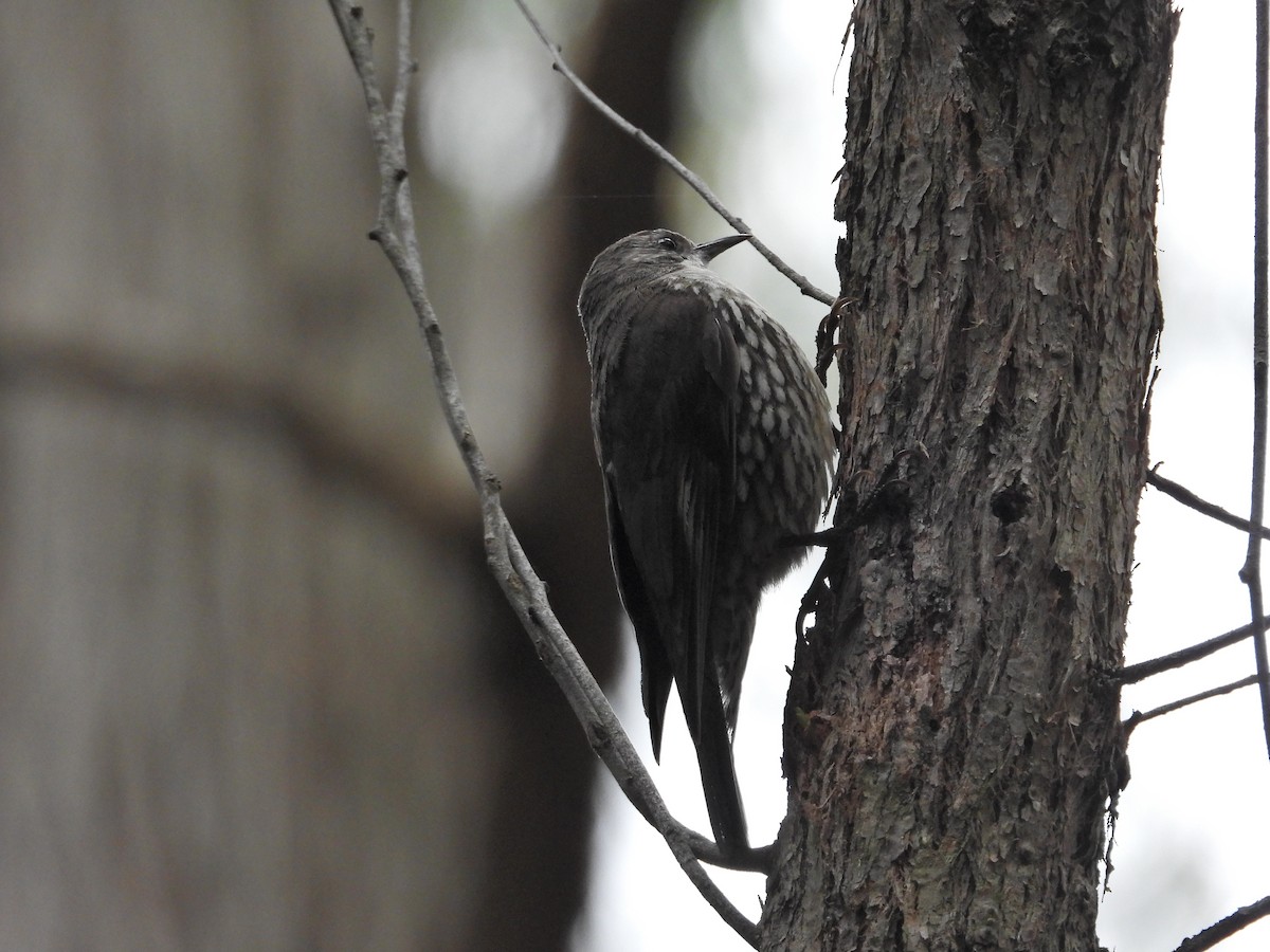 White-throated Treecreeper - ML647649796