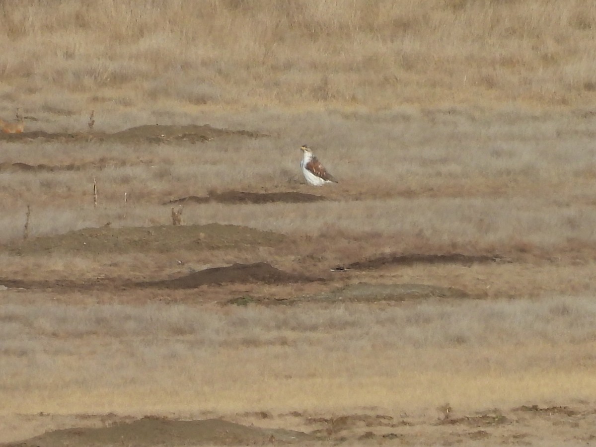 Ferruginous Hawk - ML647649797
