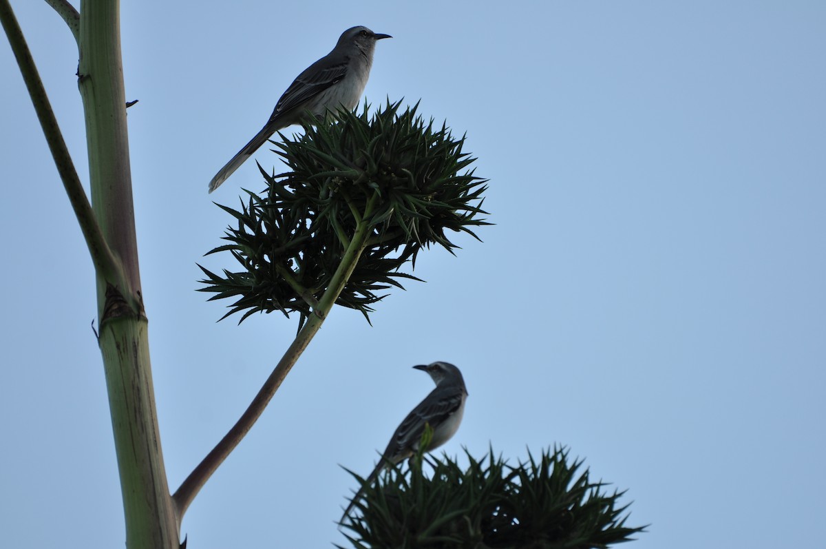 Tropical Mockingbird - ML647649798