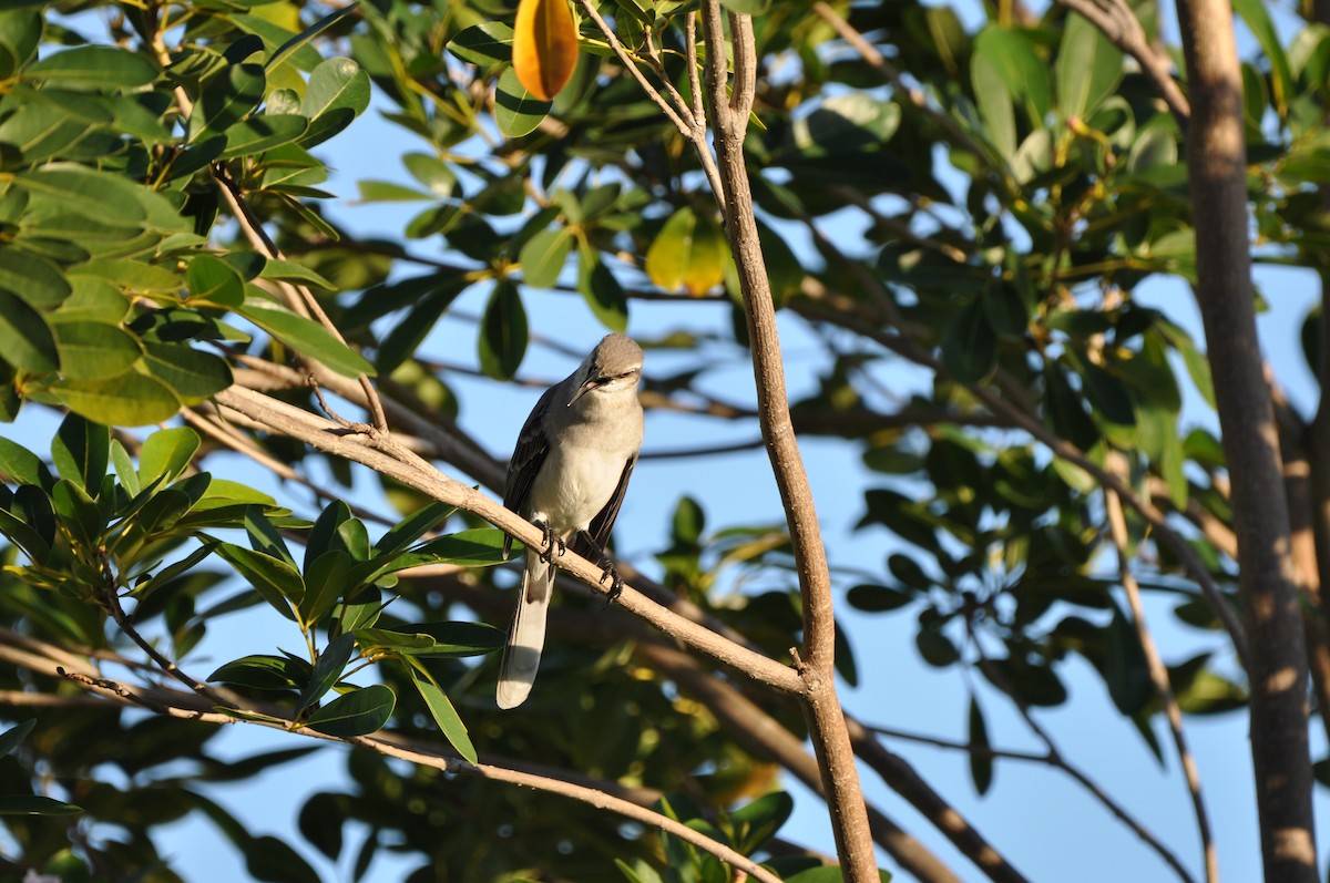 Tropical Mockingbird - ML647649799