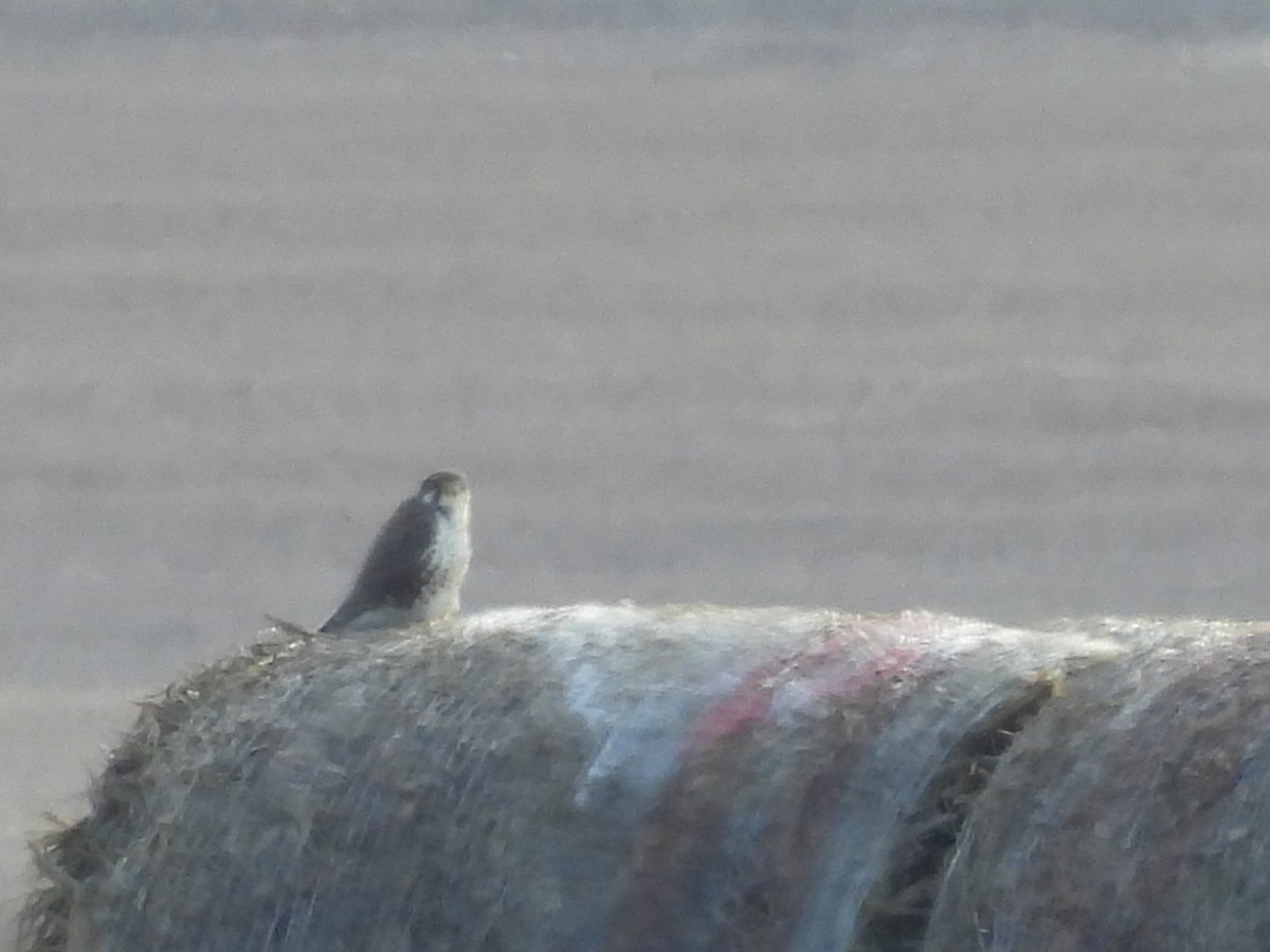 Prairie Falcon - ML647649802