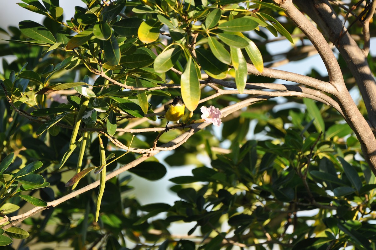 Sucrier à ventre jaune - ML647649818