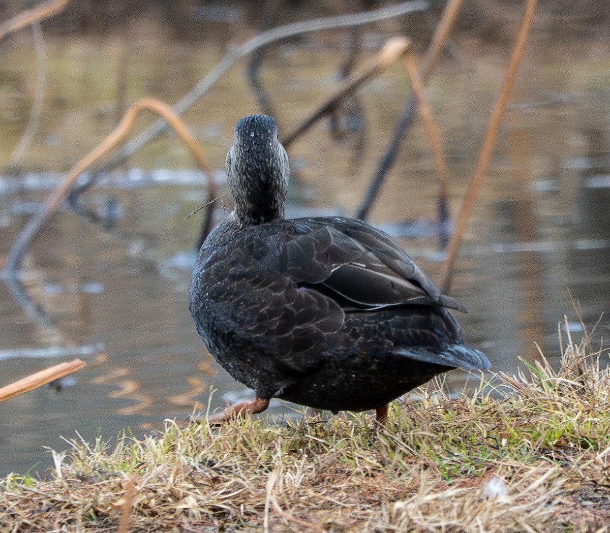 American Black Duck - ML647649826