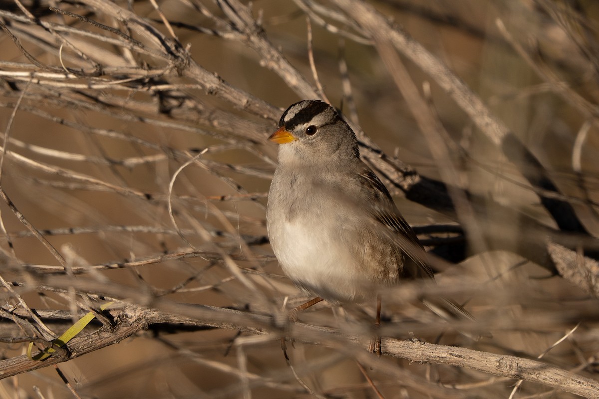 Dachsammer (gambelii) - ML647649854