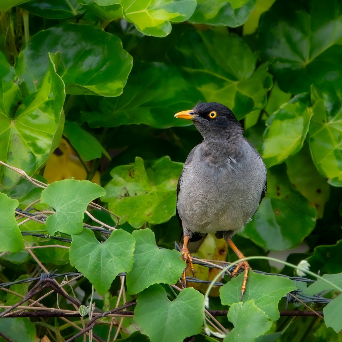 モリハッカ - ML647649898