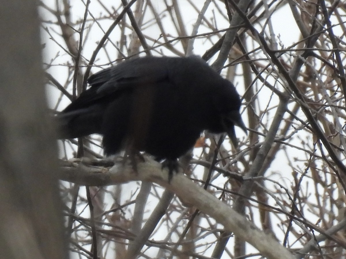 American Crow - ML647649910