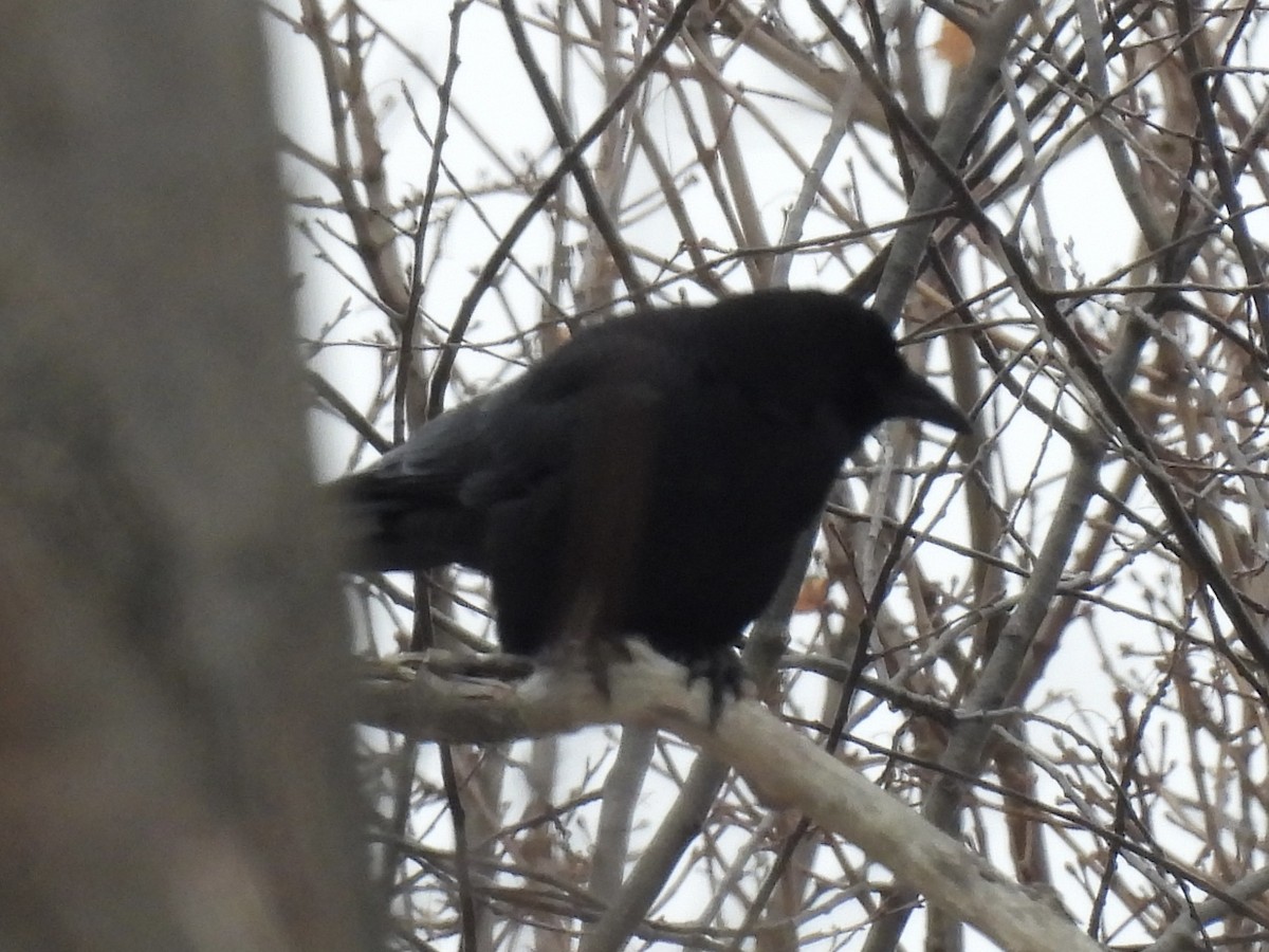 American Crow - ML647649911