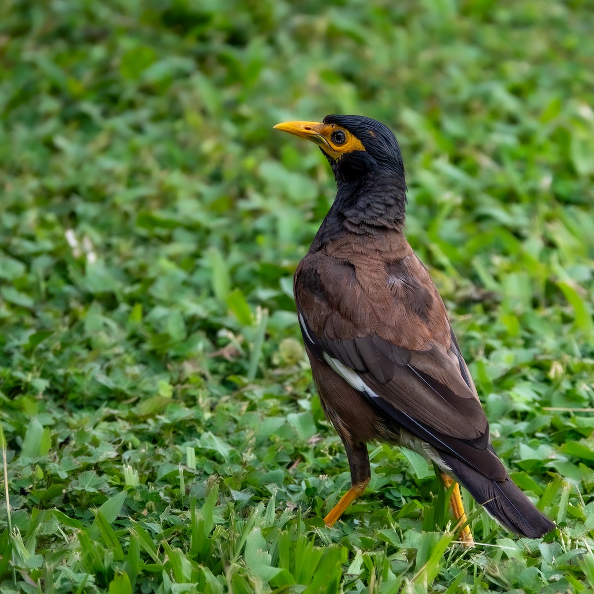 インドハッカ - ML647649915