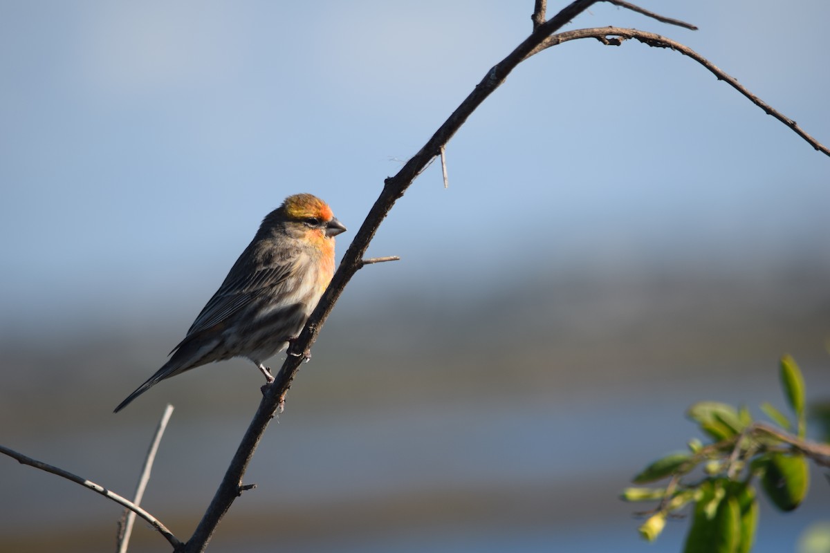 Чечевиця садова - ML647649924