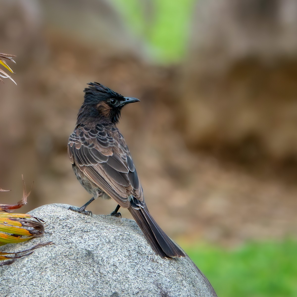 シリアカヒヨドリ - ML647649929