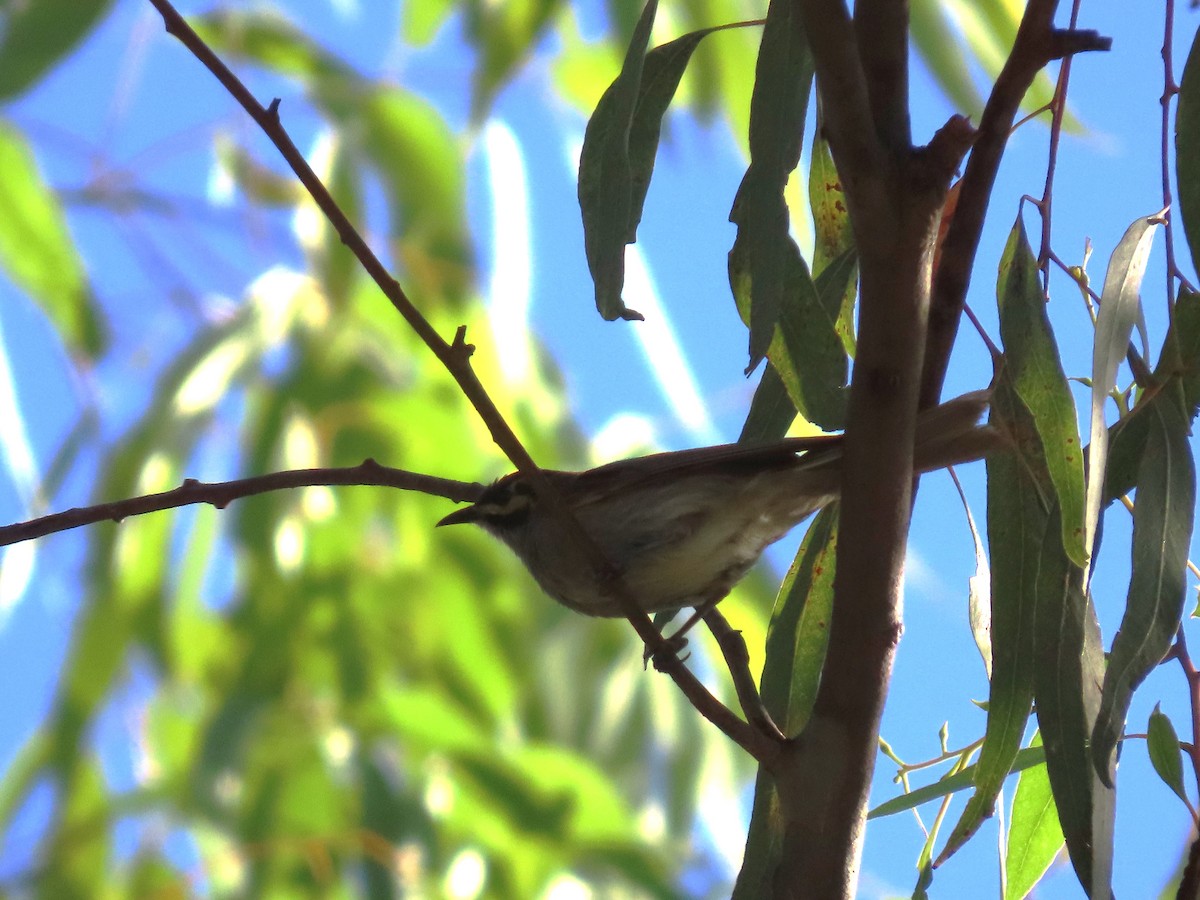 Sarı Yanaklı Balkuşu - ML647649978