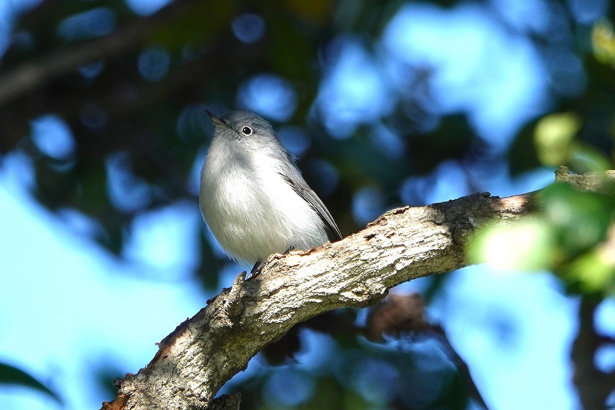 Blue-gray Gnatcatcher - ML647649979