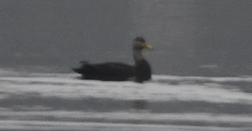 American Black Duck - ML647650000