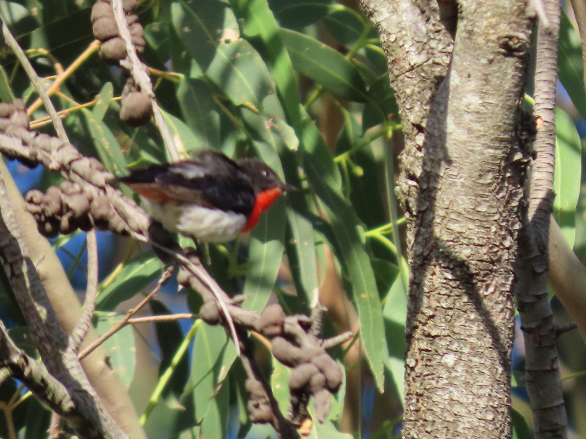 Mistletoebird - ML647650021