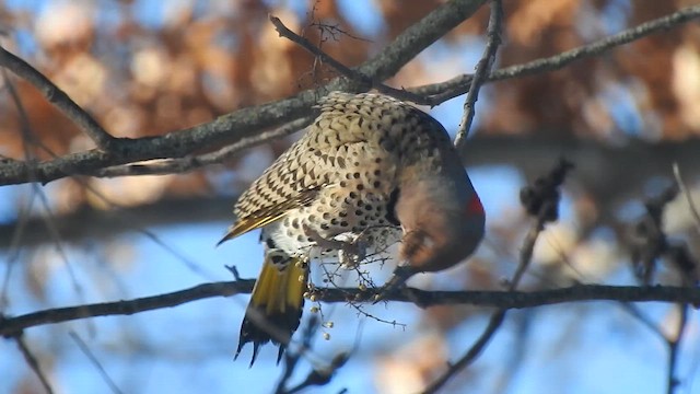 Шилоклювый дятел - ML647650046