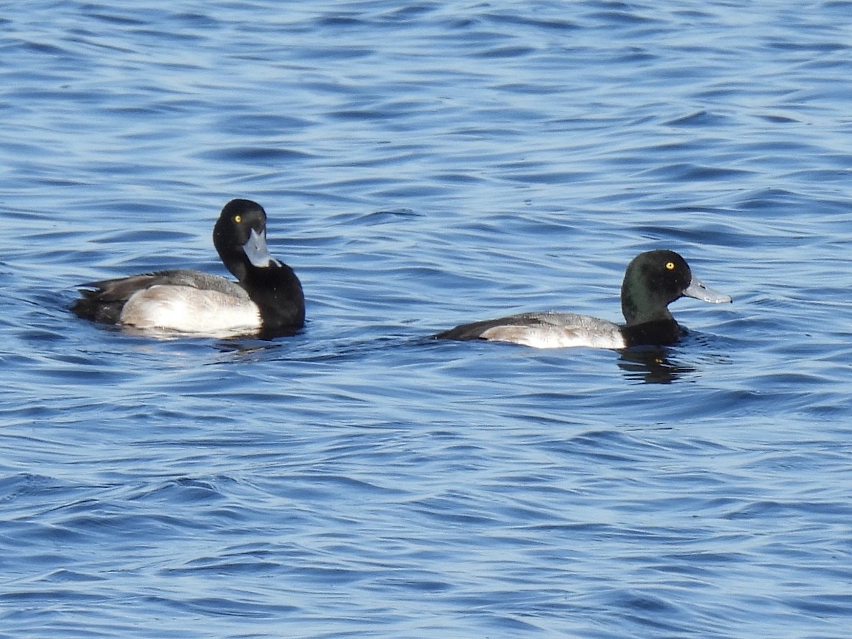 Морская чернеть - ML647650066