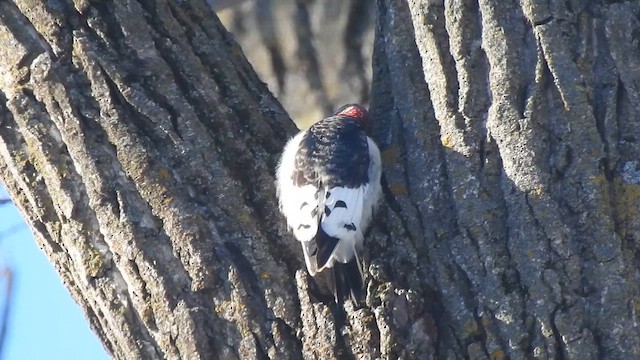 Красноголовый дятел - ML647650085