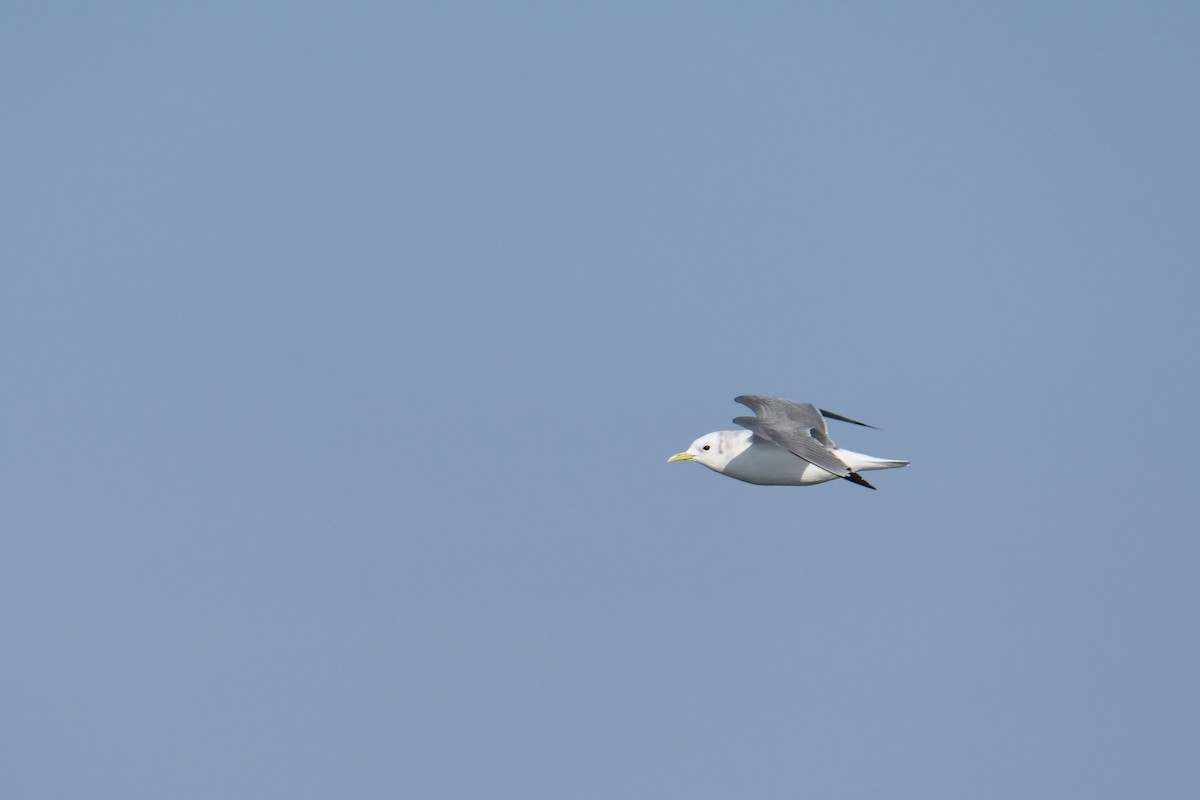 krykkje - ML647650101