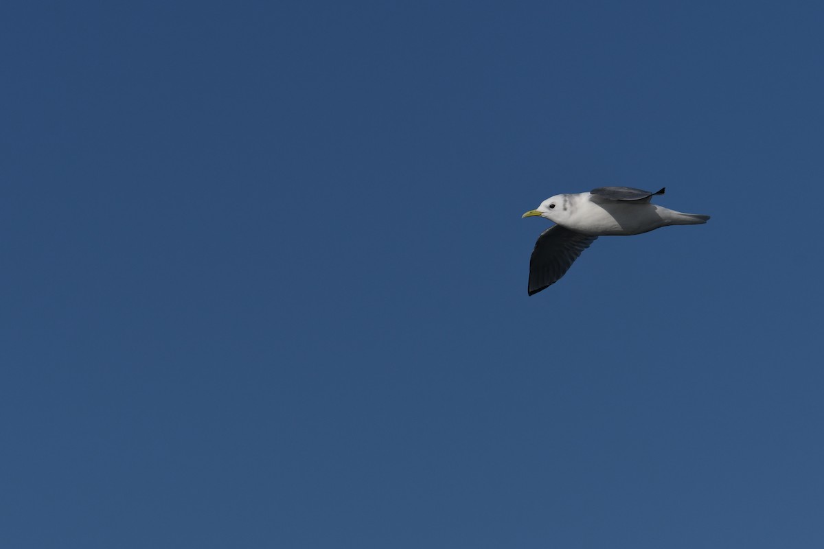 krykkje - ML647650103