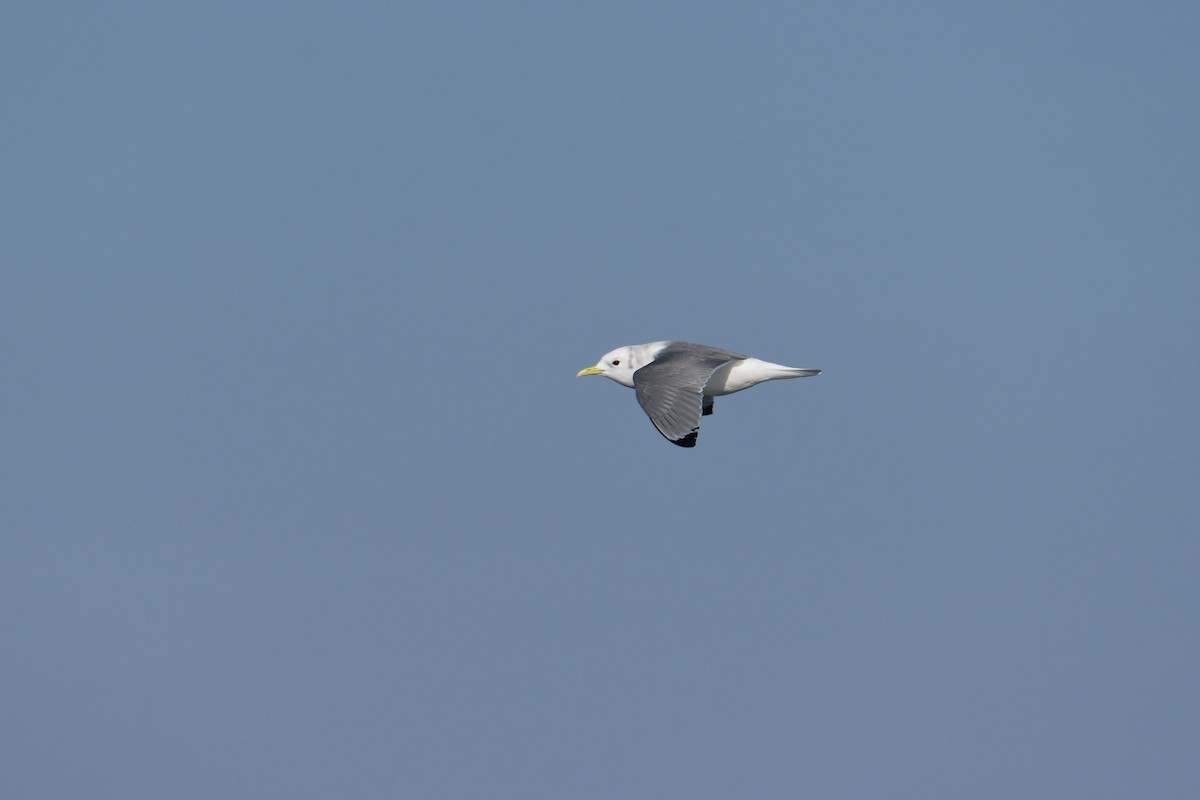 krykkje - ML647650104