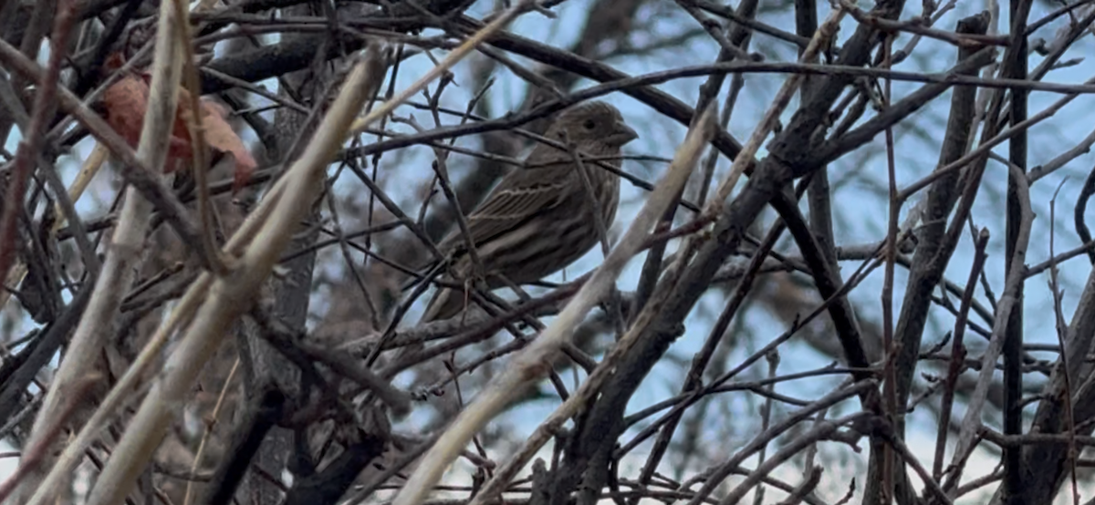 Чечевиця садова - ML647650132