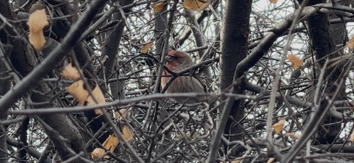 Чечевиця садова - ML647650133