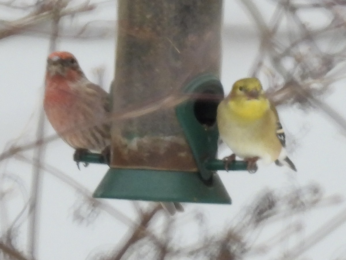 Чечевиця садова - ML647650162