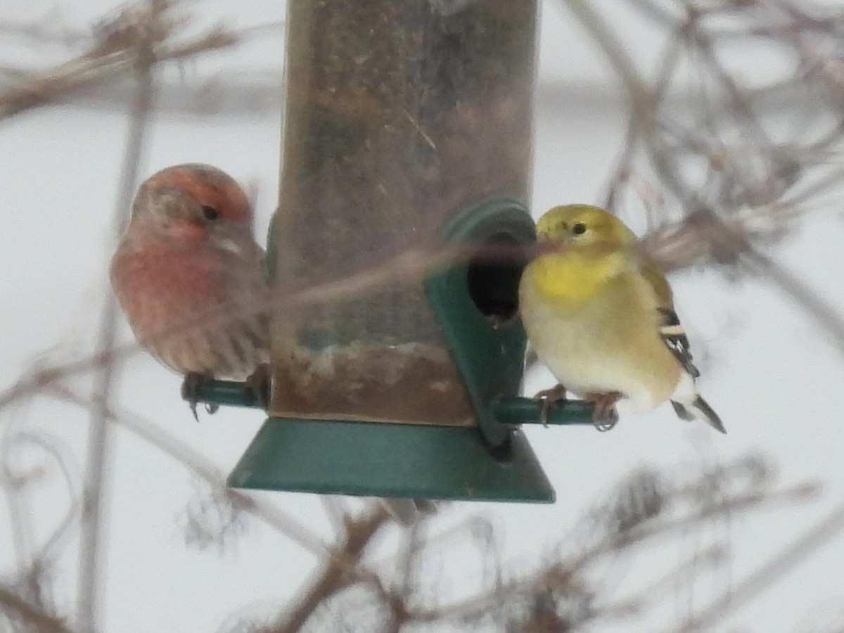 Чечевиця садова - ML647650163