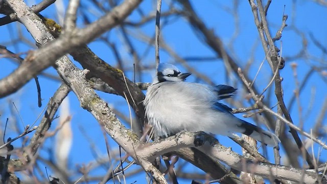 Голубая сойка - ML647650164